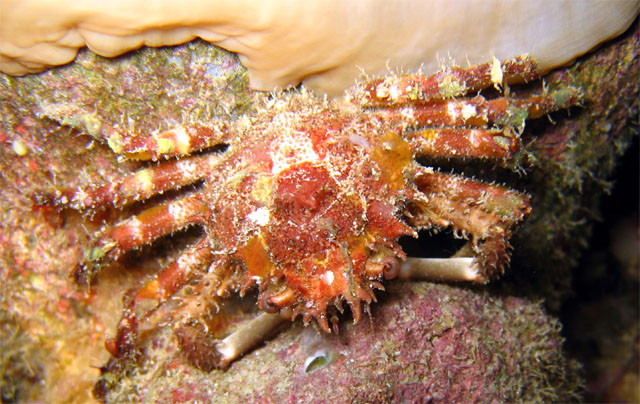 Spider crab (Schizophrys aspera), Pulau Aur, West Malaysia
