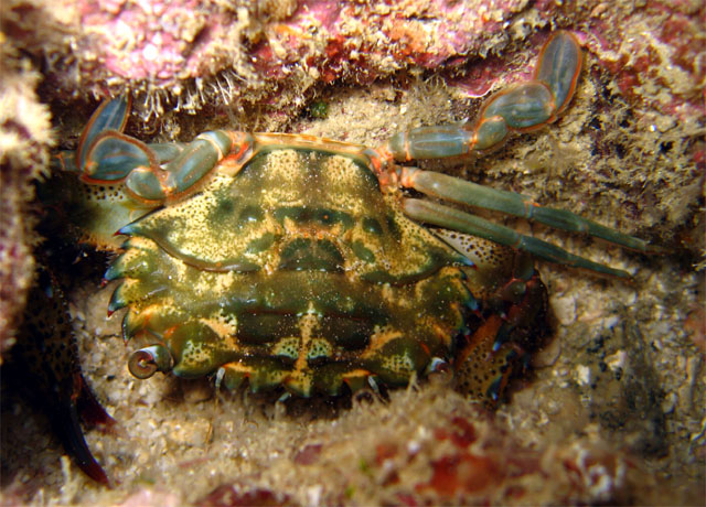 Swimming crab, Pulau Aur, West Malaysia