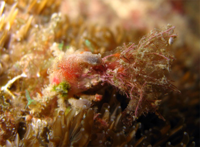 Spider crab, Pulau Aur, West Malaysia