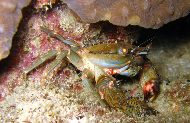 Swimming crab, Pulau Aur, West Malaysia