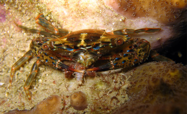 Swimming crab, Pulau Aur, West Malaysia