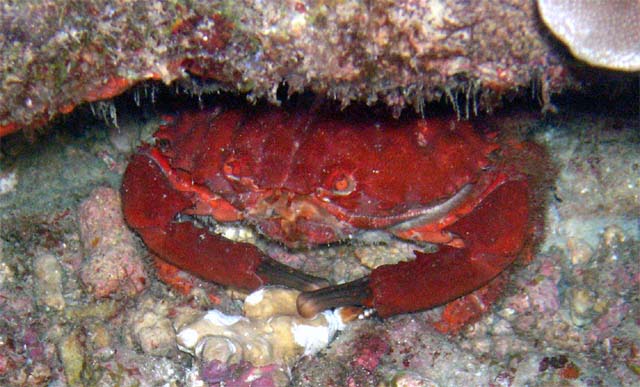 Round crab (Etisus splendidus), Anambas, Indonesia