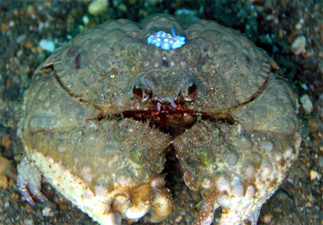 Box crab (Calappa convexa) with nudibranch (Chromodoris hintuanensis), Anilao, Batangas, Philippines