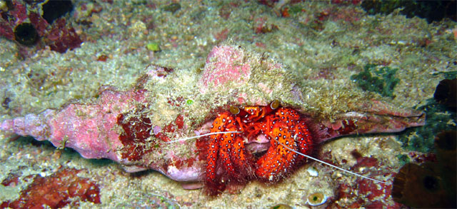 Hermit Crab (Dardanus megistos), Puerto Galera, Mindoro, Philippines