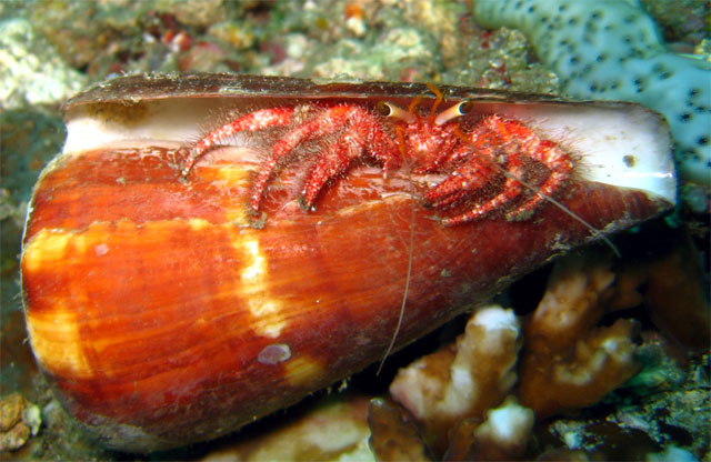 Hermit Crab, Puerto Galera, Mindoro, Philippines