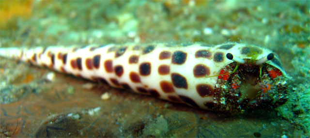 Hermit Crab, Subic Bay, Philippines