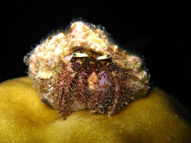 Hermit Crab (Dardanus lagopodes), Pulau Badas, Indonesia