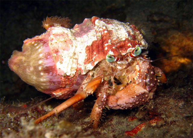 Anemone Hermit Crab (Dardanus pedunculatus), Pulau Aur, West Malaysia