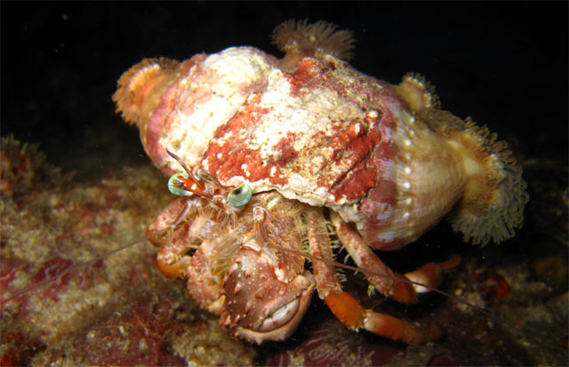 Anemone Hermit Crab (Dardanus pedunculatus), Pulau Aur, West Malaysia