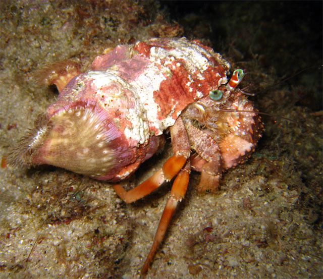 Anemone Hermit Crab (Dardanus pedunculatus), Pulau Aur, West Malaysia