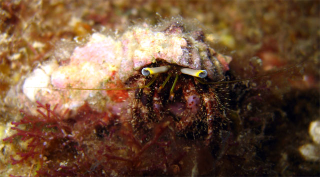 Hermit Crab (Dardanus lagopodes), Pulau Aur, West Malaysia