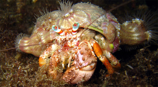Anemone Hermit Crab (Dardanus pedunculatus), Pulau Aur, West Malaysia