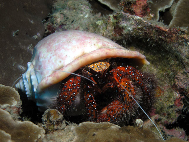 Hermit Crab (Dardanus megistos), Pulau Redang, West Malaysia