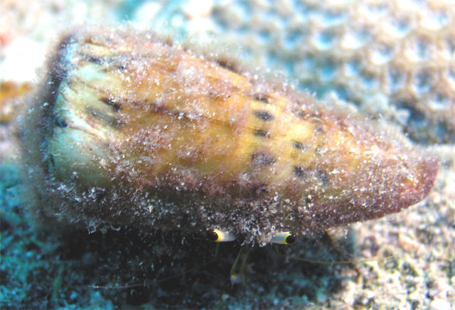 Hermit Crab, Pulau Tioman, West Malaysia