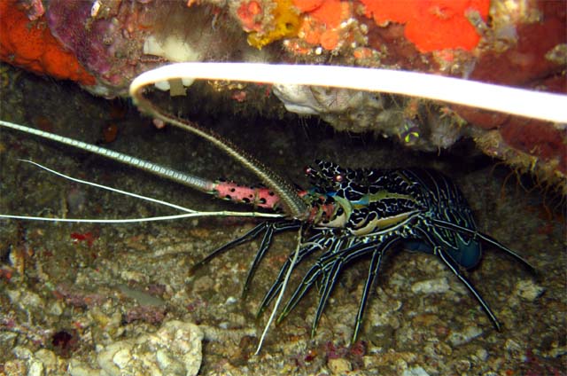 Painted spiny lobster (Panulirus versicolor), Bali, Indonesia