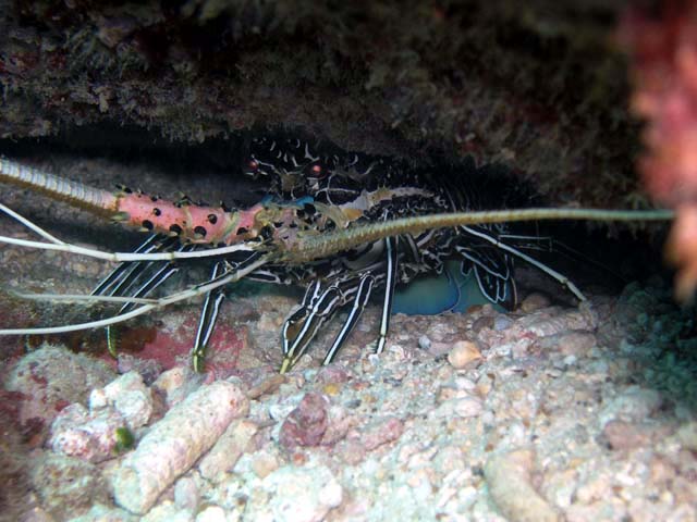 Painted spiny lobster (Panulirus versicolor), Pulau Aur, West Malaysia