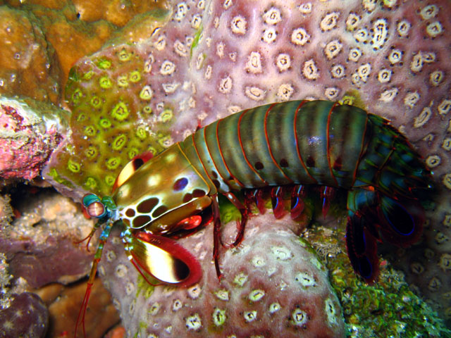 Smashing mantis shrimp (Odontodactylus scyllarus), Puerto Galera, Mindoro, Philippines