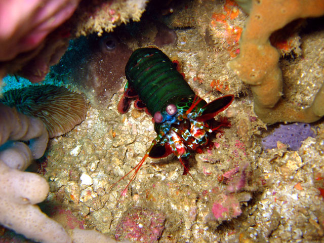 Smashing mantis shrimp (Odontodactylus scyllarus), Puerto Galera, Mindoro, Philippines