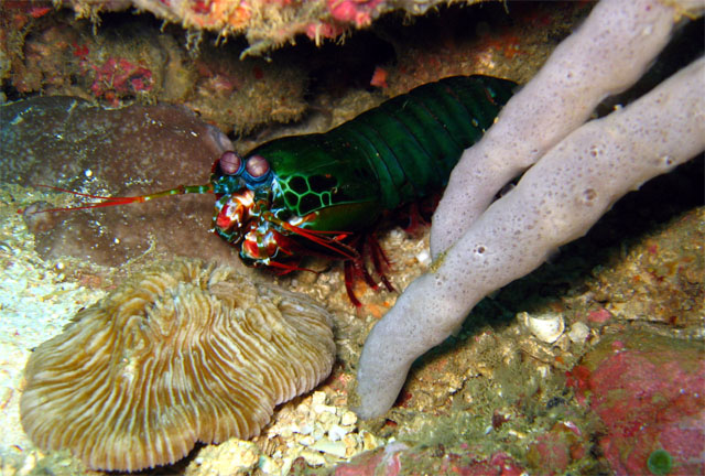 Smashing mantis shrimp (Odontodactylus scyllarus), Puerto Galera, Mindoro, Philippines