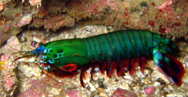 Smashing mantis shrimp (Odontodactylus scyllarus), Puerto Galera, Mindoro, Philippines