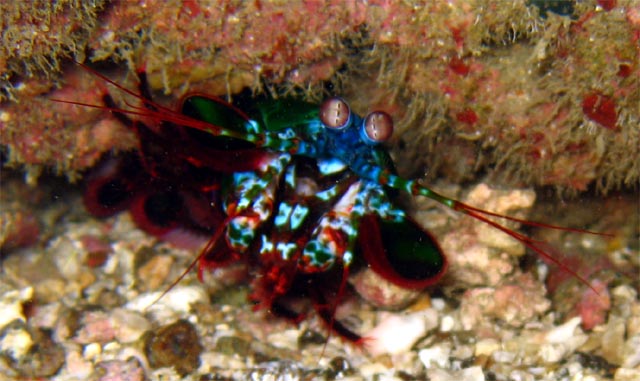 Smashing mantis shrimp (Odontodactylus scyllarus), Puerto Galera, Mindoro, Philippines