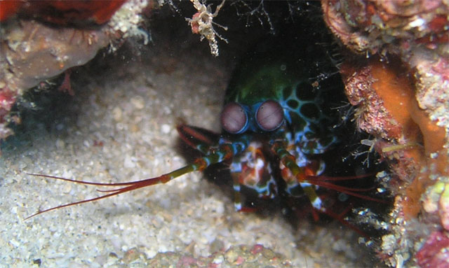 Smashing mantis shrimp (Odontodactylus scyllarus), Anilao, Batangas, Philippines