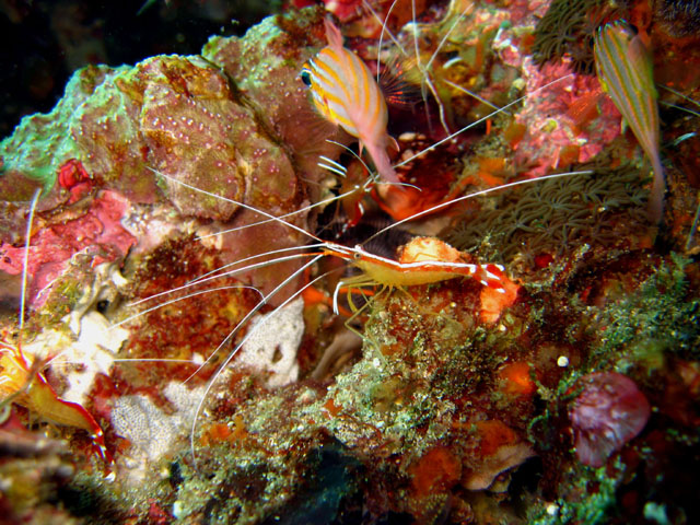 White-banded cleaner shrimp (Lysmata amboinensis), Bali, Indonesia