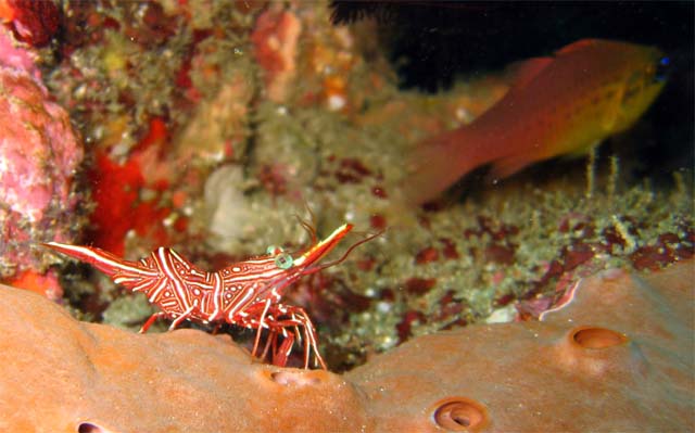 Durban hinge-beak shrimp (Rhynchocinetes durbanensis), Bali, Indonesia