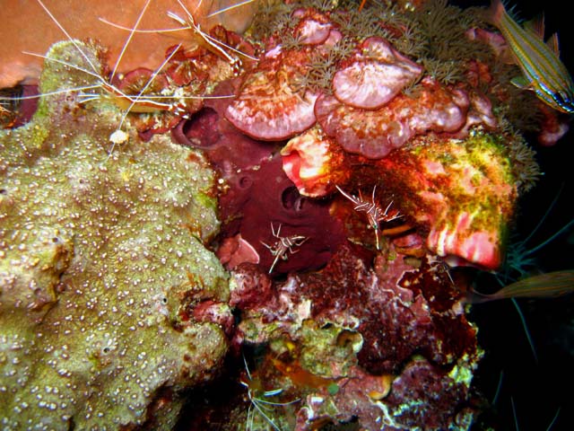 White-banded cleaner shrimp (Lysmata amboinensis) and  Durban hinge-beak shrimp (Rhynchocinetes durbanensis), Bali, Indonesia