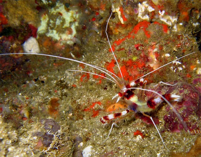 Banded boxer shrimp (Stenopus hispidus), Bali, Indonesia