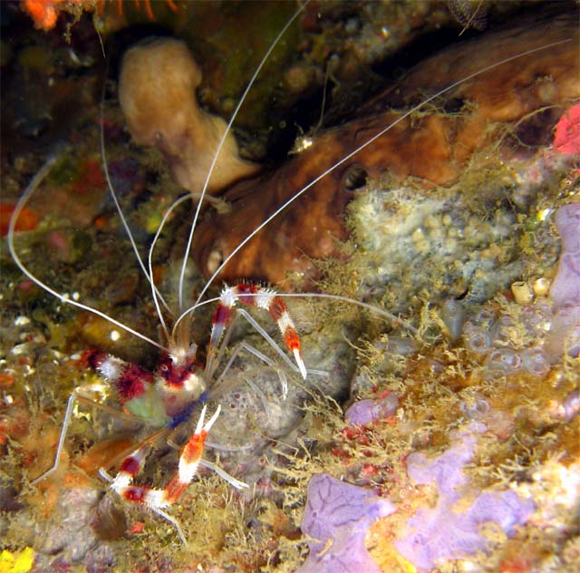 Banded boxer shrimp (Stenopus hispidus), Bali, Indonesia