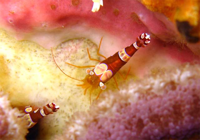 Anemone shrimps (Thor amboinensis) on sponge, Bali, Indonesia