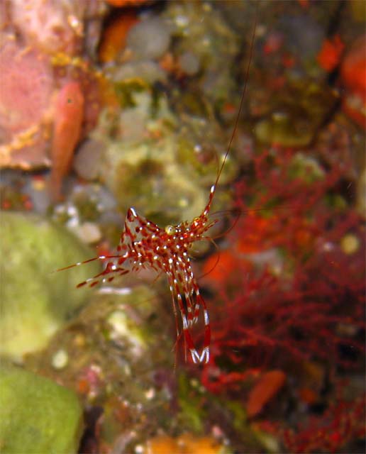 Rock shrimp (Urocaridella sp.), Bali, Indonesia