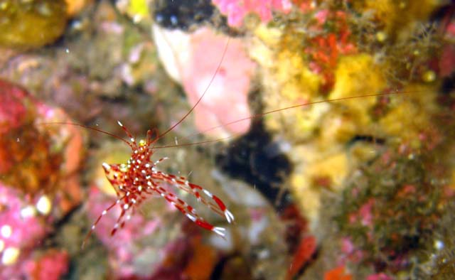 Rock shrimp (Urocaridella sp.), Bali, Indonesia