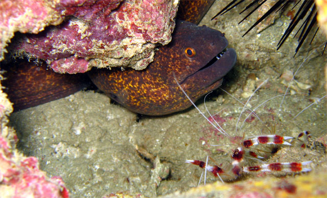 Banded boxer shrimp (Stenopus hispidus), Puerto Galera, Mindoro, Philippines