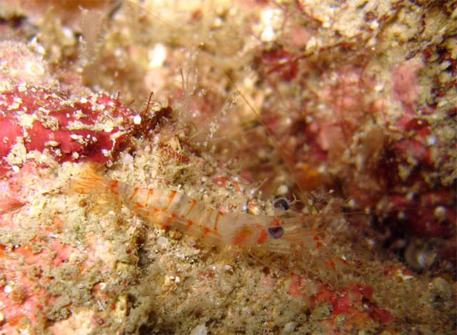 Banded boxer shrimp (Stenopus hispidus) on moray eel, Anilao, Batangas, Philippines