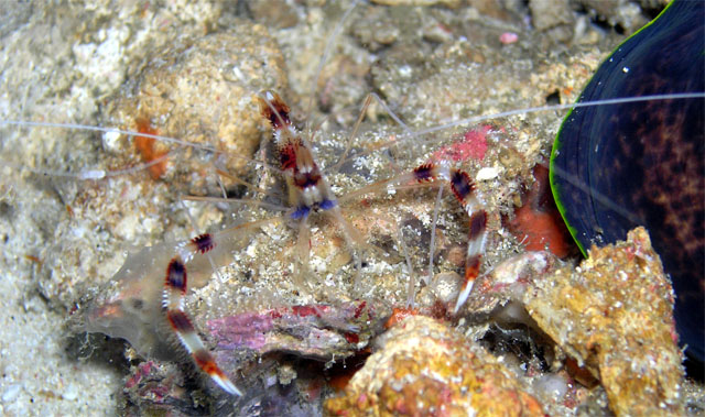Banded boxer shrimp (Stenopus hispidus) on moray eel, Anilao, Batangas, Philippines