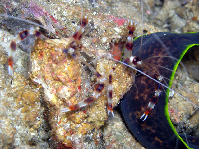 Banded boxer shrimps (Stenopus hispidus) on moray eel, Anilao, Batangas, Philippines