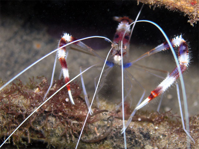 Banded boxer shrimp (Stenopus hispidus), Anilao, Batangas, Philippines