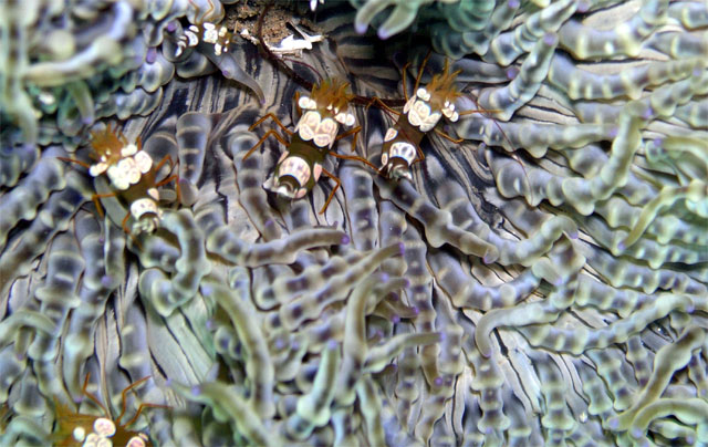 Anemone shrimps (Thor amboinensis) on coral, Anilao, Batangas, Philippines