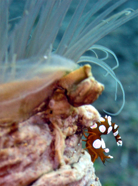 Anemone shrimps (Thor amboinensis) on anemone, Anilao, Batangas, Philippines