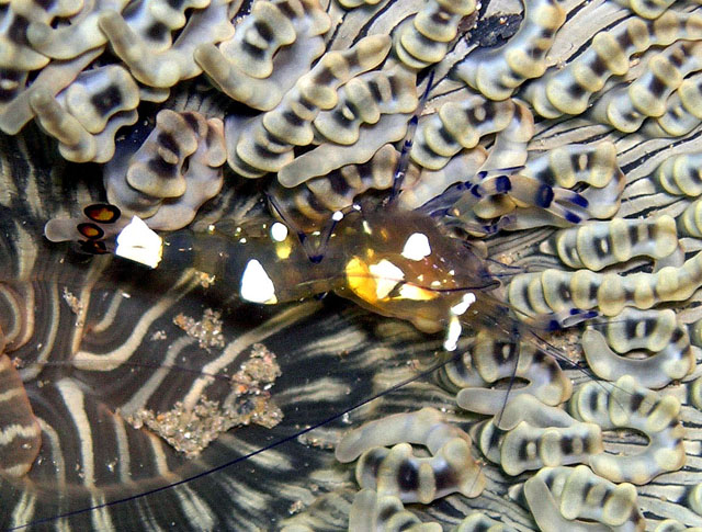 Commensal shrimp (Periclimenes brevicarpalis) on coral, Anilao, Batangas, Philippines