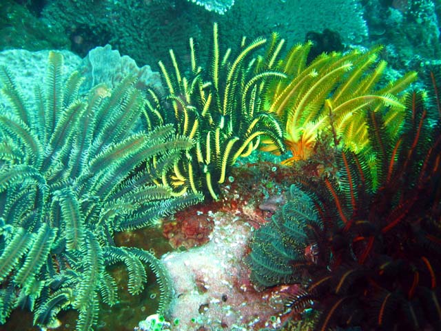 Feather stars, Bali, Indonesia