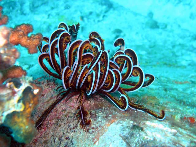 Bennetts feather star (Comanthus bennetti), Pulau Aur, West Malaysia