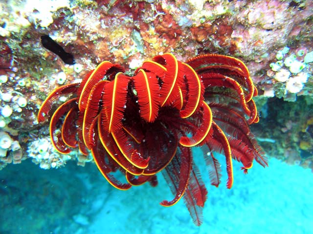 Feather star, Pulau Aur, West Malaysia