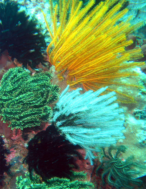 Feather stasr, Anilao, Batangas, Philippines