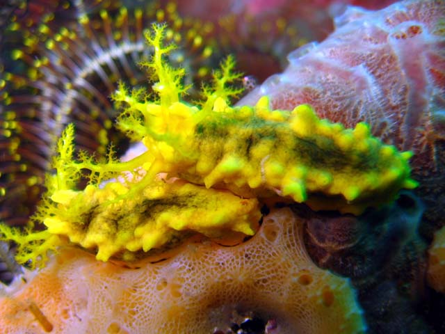 Robust sea cucumber (Colochirus robustus), Bali, Indonesia