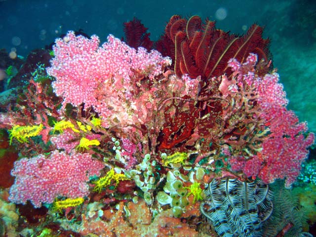 Robust sea cucumbers (Colochirus robustus), Bali, Indonesia