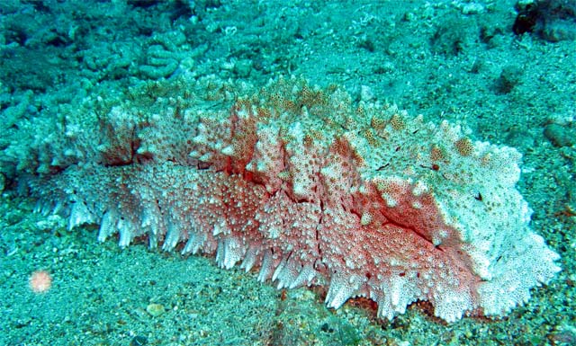 Giant Beche-de-mer og Amberfish (Thelenota anax), Bali, Indonesia