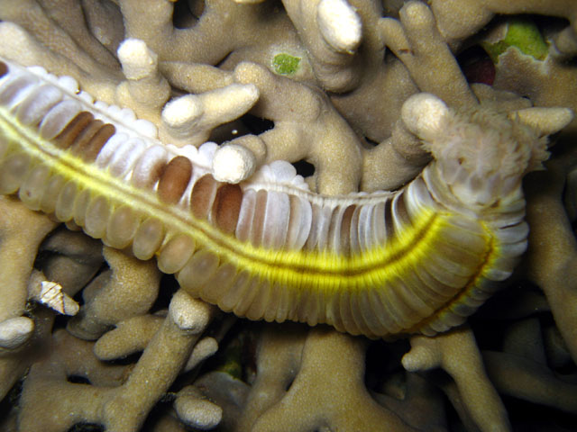 Sticky snake sea cucumber (Euapta godeffroi), Pulau Badas, Indonesia